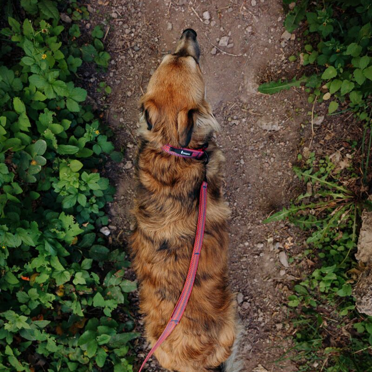 Del Día Dog Leash