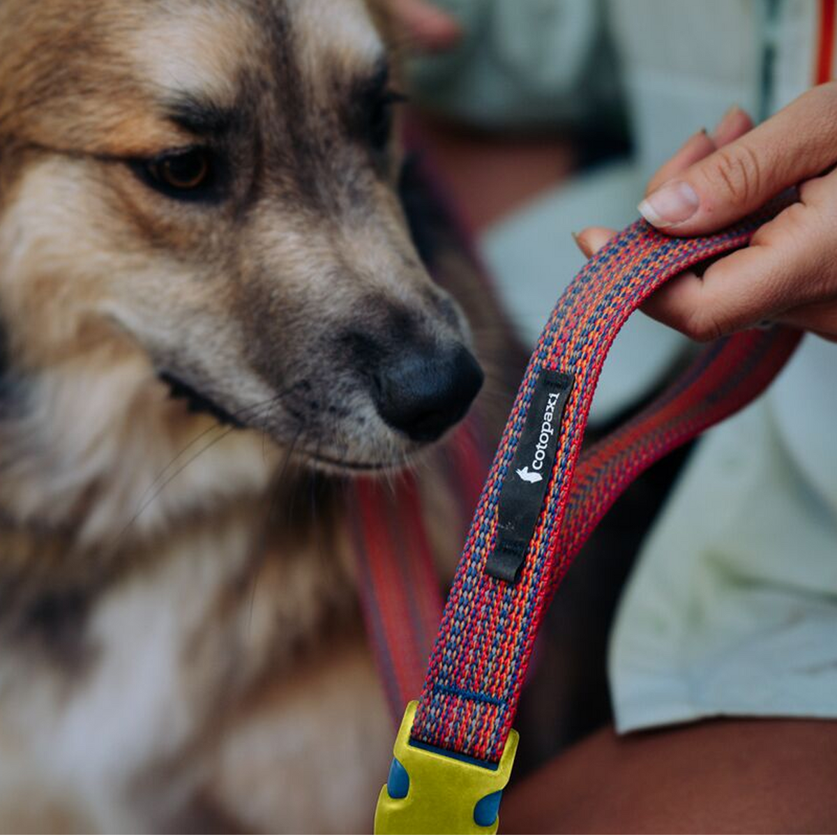 Del Día Dog Leash