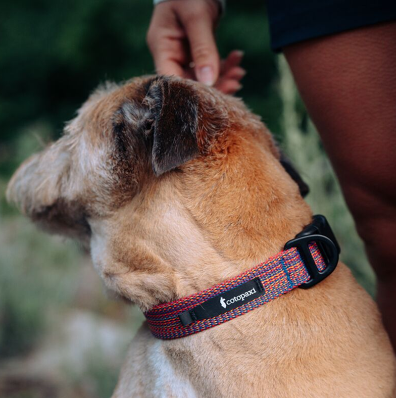 Del Día Dog Collar